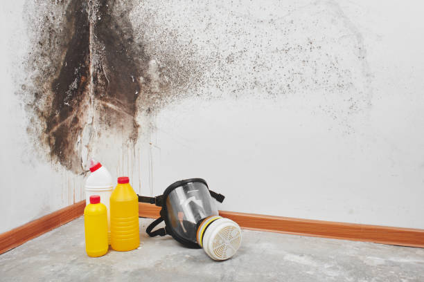 Best Mold Removal Near Me  in Van Horn, TX
