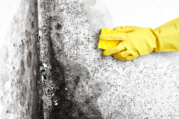 Best Commercial Mold Removal  in Van Horn, TX