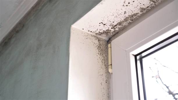 Best Residential Mold Removal  in Van Horn, TX