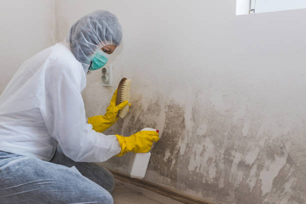 Best Mold Remediation Services  in Van Horn, TX