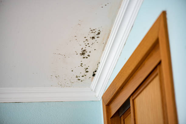 Crawl Space Mold Removal in Van Horn, TX
