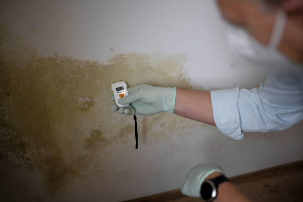 Van Horn, TX Mold Removal Company