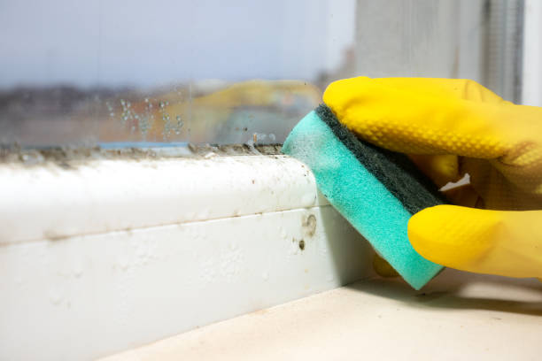 Best Home Mold Removal  in Van Horn, TX