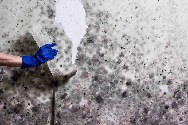 Best Best Mold Removal Companies  in Van Horn, TX
