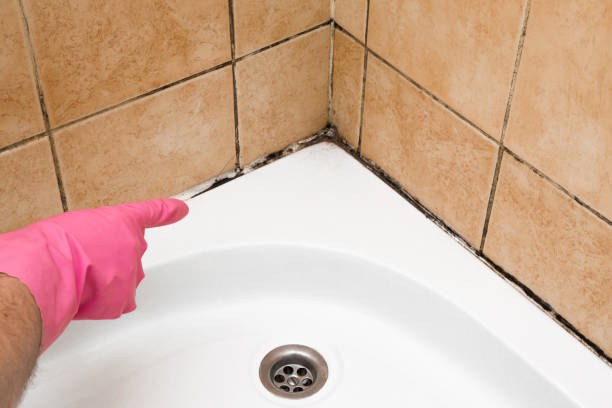 Best Certified Mold Removal  in Van Horn, TX
