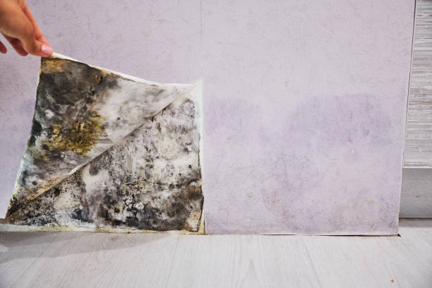 Best Mold Remediation  in Van Horn, TX